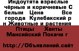 Индоутята взраслые чёрные и коричневые С белым › Цена ­ 450 - Все города, Кулебакский р-н Животные и растения » Птицы   . Ханты-Мансийский,Покачи г.